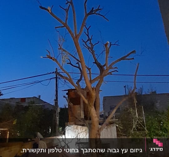 עץ גזום עם ענפים חתוכים בחצר